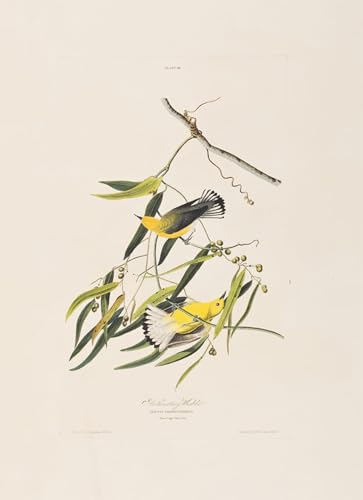 Lienzo de aves grande de 60x90cm, cuadro de salón y pintura artística decorativa John Audubon