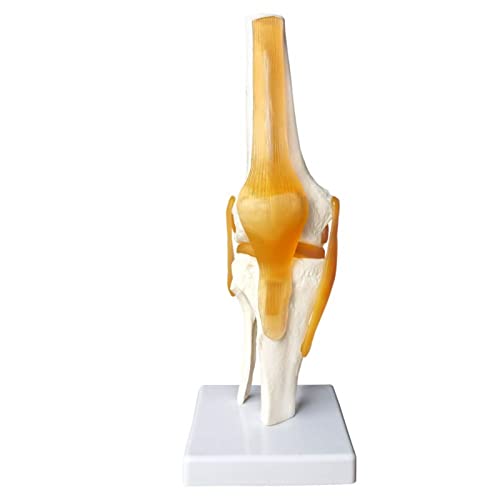 EVOTECH SCIENTIFIC Modelo de articulación de rodilla con función humana, con ligamento, tamaño natural para enseñanza médica, demostración clínica, herramientas de aprendizaje y exhibición educativa