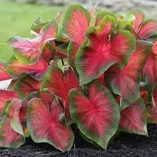- Postman Joyner Plant Bulbs | Fast Growing Caladium Bicolour Bulbs | Easy To Grow Fancy Leaf Caladium Plant Bulb | 2 Seeds