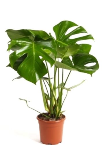 Monstera Deliciosa, 40-50 cm. Planta natural tropical de grandes hojas perforadas, elegante y fácil de cuidar. Segura Garden.