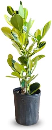 Muda de Clusia Variegata Decorativa Para Vasos e Jardins