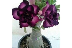 Thronesfarm 4 Purple Black Desert Rose Adenium Flowers Flower Perennial