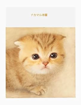 Amazon | 2個セット カラーインデックスシート サンノート（株