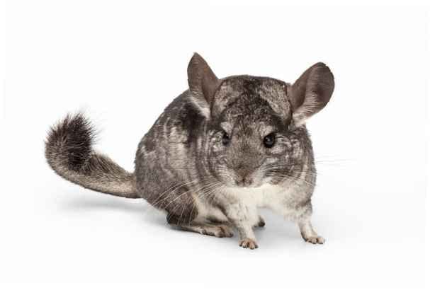 Gimbi Mother Nature Chinchilla & Degu Pellets Alleinfuttermittel für Chinchilla Degu ohne Konservierungsstoffe und Farbstoffe, 500 g