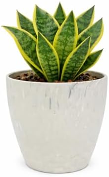 Vaso Cachepô Decorativo 12,5x12cm Polipropileno, auto brilho para...