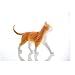 4D Vision Orange Tabby Cat Skeleton & Anatomy Model Kit