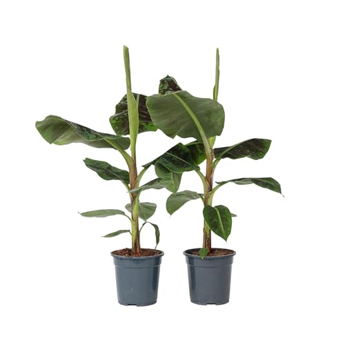 Plant in a Box - Musa Cavendish - Set de 2 plantes d'intérieur - Banane Cavendish naine - Pot 21cm - Hauteur 90-100cm