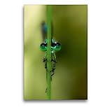 CALVENDO Premium Textil-Leinwand 50 x 75 cm Hoch-Format Wachposten, Leinwanddruck von Erwin Renken