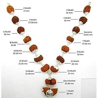 Sarva Sidha Rudraksha Mala 1 Mukhi to 14 Mukhi Rudraksha with Gouri Shanker & Ganesh Rudraksha 2