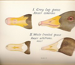 Field Observations On British Birds B002AGLM2C Book Cover