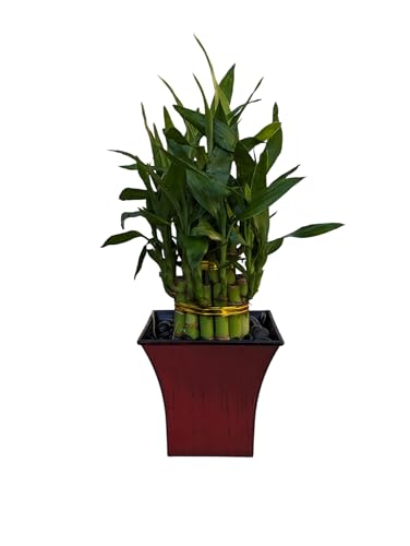 Live Lucky Bamboo Plant in Red Vase, 2 Tiers, 6"