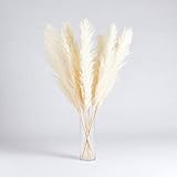 Perfect Pampas Luxury Pampas Grass Decor- 30 Stems, 18' Cocoa Brown Decor, Grass Decor for Home...