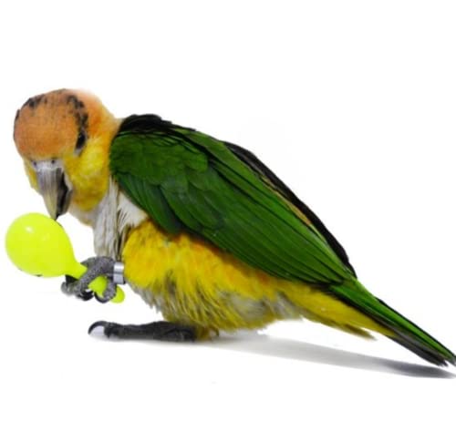 3Pcs- Colourful Mini Ball Sand Hammer Parrot Rattle Shaker Musical Sound Toy Intelligent Sand Hammer Toys For Parakeets Canaries Cockatiels Conure Lovebirds(Random Color) #TOP4