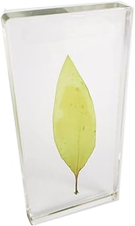 ZMX Specimen of Brown Algae - Educational Model Plant Embedded Specimens - Brown Algae Specimen Desk Paperweight - for Biological Experiment Equipment,Middle School Teaching Equipment