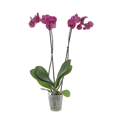 KENTIS - Orchidea Phalaenopsis Fucsia - Piante Vere da Interno - Pianta Fiorita da Appartamento - H 60-70 cm Vaso Ø 12 cm