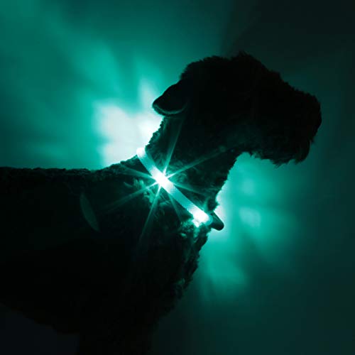 LEUCHTIE® Plus Leuchthalsband Hund batteriebetrieben, wasserdichtes LED Halsband, Hundehalsband Leuchtend mit 100 h Leuchtdauer, enorm hell, türkis Größe 50