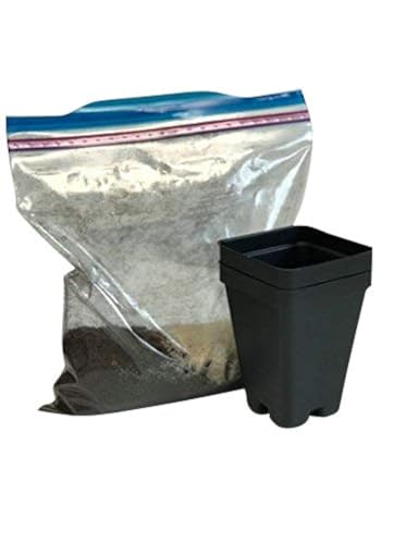 Bloomify OG020 Plantes carnivores de 6,3 cm, avec instructions de transplantation, 0,2 kg