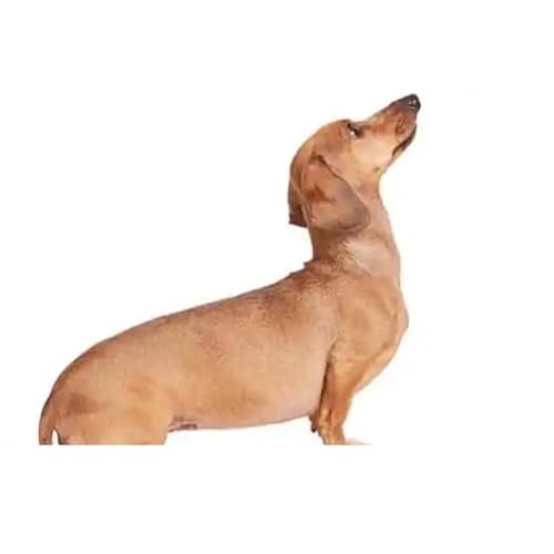 2set クレヨンしんちゃん 指輪 リング 環 野原しんのすけ グッズ コスプレ小道具 人気 アニメ 漫画 かわいい 二次元 学園祭り ギフトリング アクセサリー 人気 アニメ キャラクター 萌えグッズ 周辺 シンプル おしゃれ ファッション プレゼント