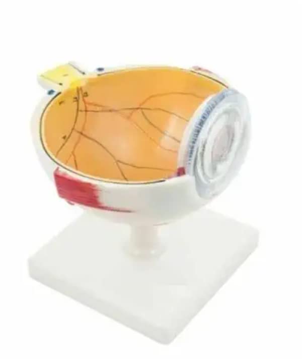 Premium Human Eye Model with Dissectible Eye Ball 7 Parts can Enlarged 5 Times