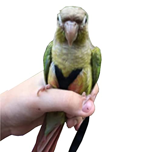 Anelekor Adjustable Birds Harness and Leash Parrot Harness Leash Training Supplies Pet Anti-bite Outdoor Flying Rope for Conures Budgerigar Lovebird Cockatiel Mynah (M, Black)