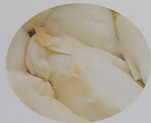 pX`CY@Nu~[g@W{v@(@r̕t̓@)@500g×20o@Ɩp@Ⓚ