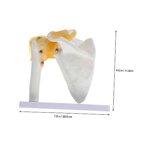 Modèle anatomique épaule outil d'enseignement pour santé physique - 2