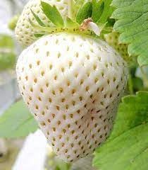 ShopCaart Live White Sweet Gauntlet Strawberry Fruit Live Healthy Hybrid Live Plant Pack of 1 (B0CQ5H8VG2) Amazon Price History, Amazon Price Tracker