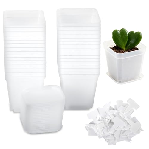 Gykutix Lot de 30 Pot Transparent Plante en Plastique, 7cm Pots de Plantes Carrés Clairs avec Soucoupe et étiquettes Incluses pour Graines, Plantes Succulente