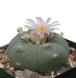 Samenchilishop Lophophora williamsii 15 Samen Peyote