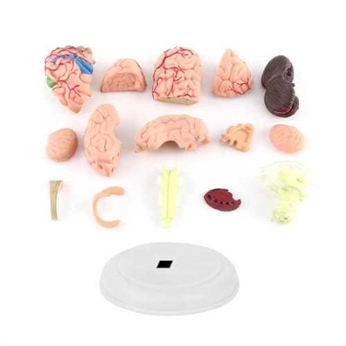 Modelo anatómico de cerebro humano desmontable para enseñanza y estudio 3