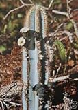 Pilosocereus azureus Raras columnar cactus exóticos de semillas de color Cactus 200 semillas porciones