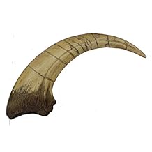 Megaraptor Dinosaur Life Size Extra Large Claw Fossil Replica