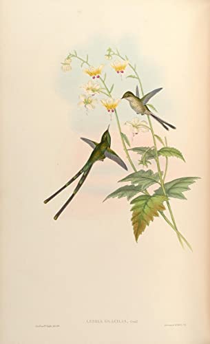 Cuadro sobre lienzo Animal Lesbia Nuna Gracilis de John Gould decoración de hogar 60x90cm