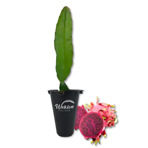 Edgar's Baby Dragon Fruit Tree - 2 Live Starter Plants