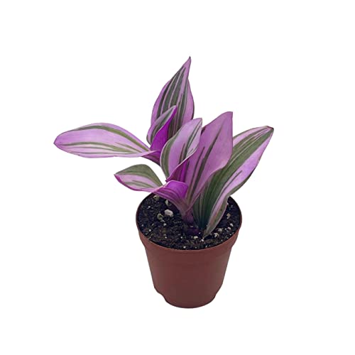 Pink Tradescantia Nanouk, Variegated Wandering Jew, Rare 2 Inch Tiny Mini Pixie Plant #TOP2