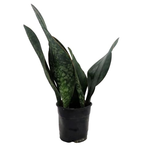 Shark Fin Snake Plant - Whale Fin - Sanseveria masoniana - 5' Pot - Collector's