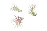 Fuchsia Colorful Tillandsia Air Plants - Long Lasting Color Enhanced Live Tillandsia Succulent House Plants - Home and Garden Decor - Easy Care Indoor/Outdoor Plants (Funckiana, Pack of 3)
