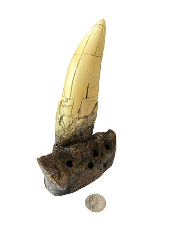 Image of Tyrannosaurus Rex Large Tooth Replica - 6.5 inch Fossil Cast with Maxilla Base