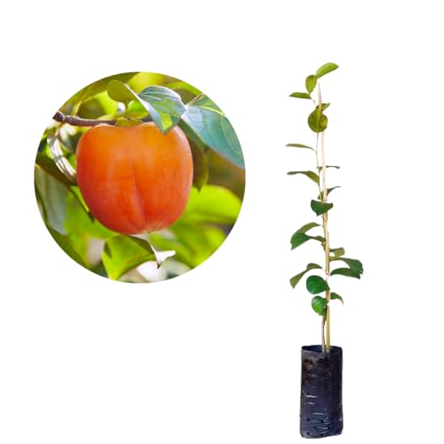 Muda De Caqui Rama Forte Enxertado - Produz Rápido