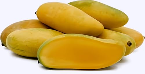 Image of Original Sweet ''Yellow Banana Mango'' Healthy Hybrid Grafted Live Plant Fruit Pack Of 1(Plant Height 1.5-2 Feet)