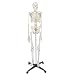 ZENY Life Size 70.8" Human Skeleton Model Medical Anatomical with Rolling Stand, Removable and Movable Parts (6FT)