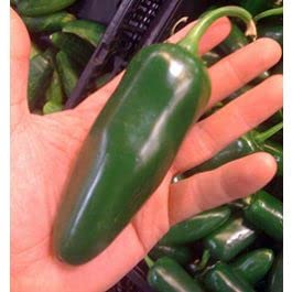 Golden Hills Farm Chilli Jalapeno M, Pickle Chilli Hybrid 40-70 seeds (B09JX2C49P) Amazon Price History, Amazon Price Tracker