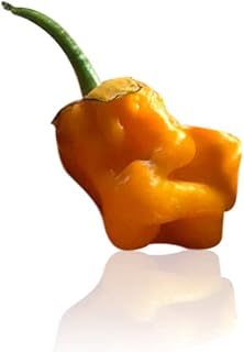 Pepper Joe's 7 Pot Bubblegum Orange Pepper Seeds – Pack of 10+ Super Hot Chili Seeds – USA Grown – Rare 7 Pot Seeds