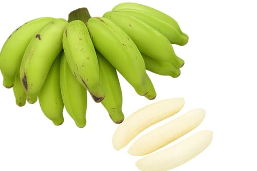 【希少・国産】石垣島産 島バナナ 無農薬・無除草剤の自然栽培 南国の香りと濃厚な甘み 追熟でとろける食感 沖縄直送 フルーツ ギフトにも最適 1kgのサムネイル