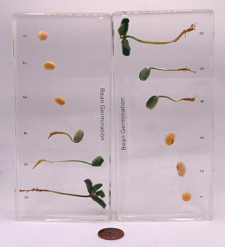 Image of Bean Germination in 6.3 inch Crystal Clear Lucite Resin Paperweight Block Botanist Herb Crafts Collection for Botany Science Education & Desk Ornament Display Decor Specimen