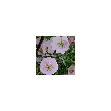 Amazon 多年草 耐寒性 アニソドンテア ピンククィーン 2株セット 花壇 寄せ植え 花 Amazon 多年草 耐寒性 アニソドンテア ピンククィーン 2株セット 花壇 寄せ植え 花