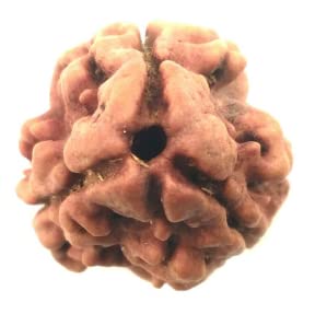 TDV Gemstone Superb 3 Mukhi Rudraksha Nepali Holy Beads Real Tri Mukhi Rudraksha Pure Three Faced Rudraksha Attractive Teen Mukhi Rudraksha Certified by Lab for Men and Women तीन मुखी रुद्राक्ष