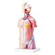 VEVOR 45cm Unisex Torso Anatomie Modell PVC Menschlicher Körper Modell Anatomie Modell Torso mit 23 Teile für Medizinstudenten Ärzte und Lehrer Hautfarbe