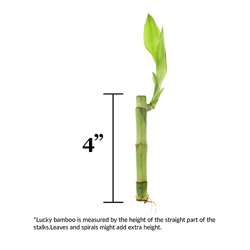Nw Wholesaler 4 Inch Live Lucky Bamboo Plant - Bundle Of 10 Stalks - Live Indoor Houseplants For Home Decor thumb #1