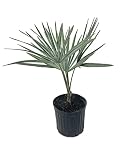 Silver Bismarck Palm - Live Plant in a 5 Gallon Growers Pot - Bismarckia Nobilis - Rare Ornamental Palms of Florida